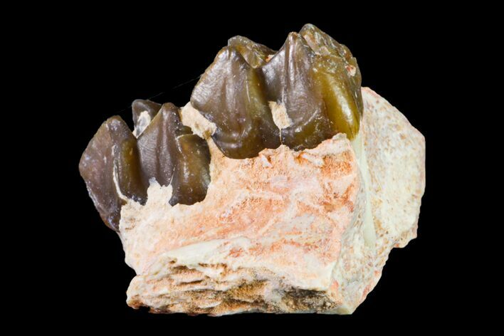 Fossil Horse (Mesohippus) Jaw Section - South Dakota #157457